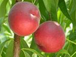 Sweet Scarlet | Peach Species 