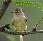 Northern Beardless-Tyrannulet - Bird Species | Frinvelis jishebi | ფრინველის ჯიშები