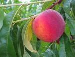 GaLa Peach - Peach Species | ATMIS JISHEBI | ატმის ჯიშები