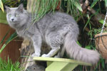 Nebelung | Cat | Cat Breeds