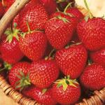 Malling Opal | Strawberry Species 