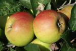 Roxbury Russet - Apple Varieties list a - z  