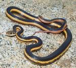 Coluber lateralis lateralis - California Striped Racer | Snake Species