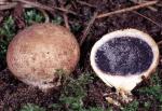 Scleroderma cepa - fungi species list A Z
