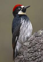 Acorn Woodpecker - Bird Species | Frinvelis jishebi | ფრინველის ჯიშები