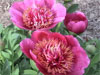 Dutch Dwarf