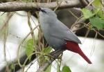 Lavender Waxbill - Bird Species | Frinvelis jishebi | ფრინველის ჯიშები