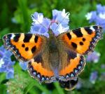 Small Tortoiseshell | Butterfly species