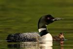 Common Loon - Bird Species | Frinvelis jishebi | ფრინველის ჯიშები