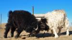 Uzbek Black Goat | Goat | Goat Breeds