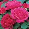Noble Antony - Rose Varieties | VARDI |  ვარდი                                                                                                                