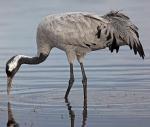 Common Crane - Bird Species | Frinvelis jishebi | ფრინველის ჯიშები