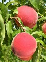 Messina | Peach Species 