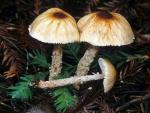 Lepiota clypeolaria: Lepiota magnispora - fungi species list A Z