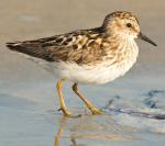 Least Sandpiper - Bird Species | Frinvelis jishebi | ფრინველის ჯიშები