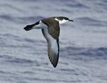Little Shearwater - Bird Species | Frinvelis jishebi | ფრინველის ჯიშები