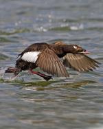 White-winged Scoter - Bird Species | Frinvelis jishebi | ფრინველის ჯიშები