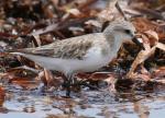 Red-necked Stint - Bird Species | Frinvelis jishebi | ფრინველის ჯიშები