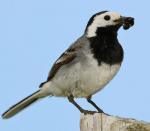 White Wagtail - Bird Species | Frinvelis jishebi | ფრინველის ჯიშები