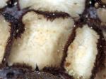 Lachnellula arida - fungi species list A Z