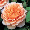 Grace - Rose Varieties | VARDI |  ვარდი                                                                                                                