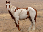 Mustang | Horse | Horse Breeds