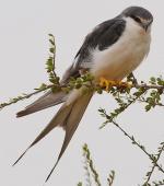 Swallow-tailed Kite - Bird Species | Frinvelis jishebi | ფრინველის ჯიშები