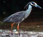 Yellow-crowned Night-Heron - Bird Species | Frinvelis jishebi | ფრინველის ჯიშები