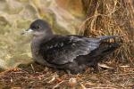 Short-tailed Shearwater - Bird Species | Frinvelis jishebi | ფრინველის ჯიშები
