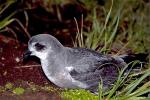 Mottled Petrel - Bird Species | Frinvelis jishebi | ფრინველის ჯიშები