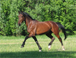 Russian Trotter | Horse | Horse Breeds