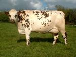 Normande | Cow | Cow Breeds