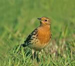 Red-throated Pipit - Bird Species | Frinvelis jishebi | ფრინველის ჯიშები