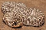 Heterodon nasicus kennerlyi - Mexican Hog-nosed Snake | Snake Species