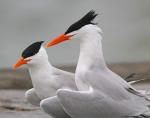 Caspian Tern - Bird Species | Frinvelis jishebi | ფრინველის ჯიშები