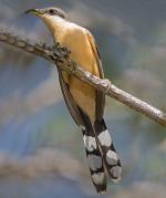 Mangrove Cuckoo - Bird Species | Frinvelis jishebi | ფრინველის ჯიშები