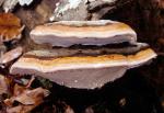 Fomitopsis pinicola - Fungi Species