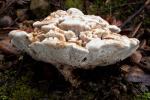 Hydnellum aurantiacum - fungi species list A Z