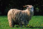 Angora Goat - Goats Breeds | txis jishebi | თხის ჯიშები