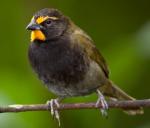 Yellow-faced Grassquit - Bird Species | Frinvelis jishebi | ფრინველის ჯიშები