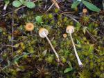 Rickenella fibula - Fungi Species | sokos jishebi | სოკოს ჯიშები