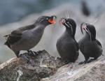 Whiskered Auklet - Bird Species | Frinvelis jishebi | ფრინველის ჯიშები