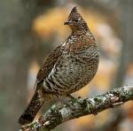 Ruffed Grouse - Bird Species | Frinvelis jishebi | ფრინველის ჯიშები