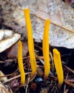 Clavulinopsis laeticolor - fungi species list A Z