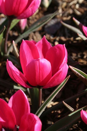 Humilis 'Violacea Black Base'