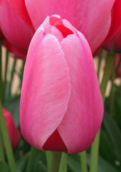 Pink Impression
