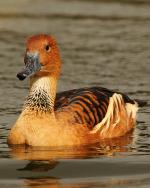 Fulvous Whistling-Duck - Bird Species | Frinvelis jishebi | ფრინველის ჯიშები