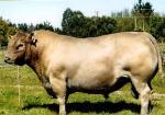 Murray Grey | Cow | Cow Breeds
