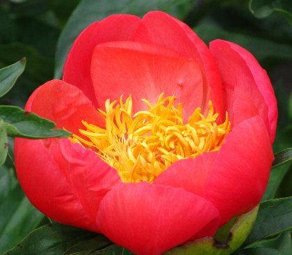 Coral N Gold