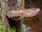 Pluteus atromarginatus - Fungi Species | sokos jishebi | სოკოს ჯიშები